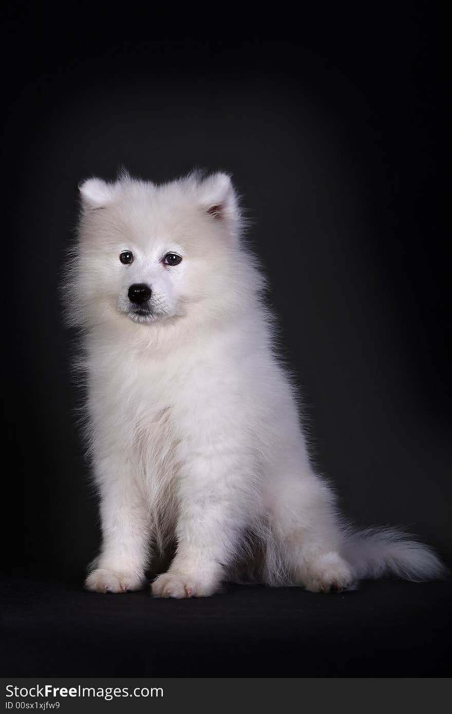 A baby samoyed looking beautiful