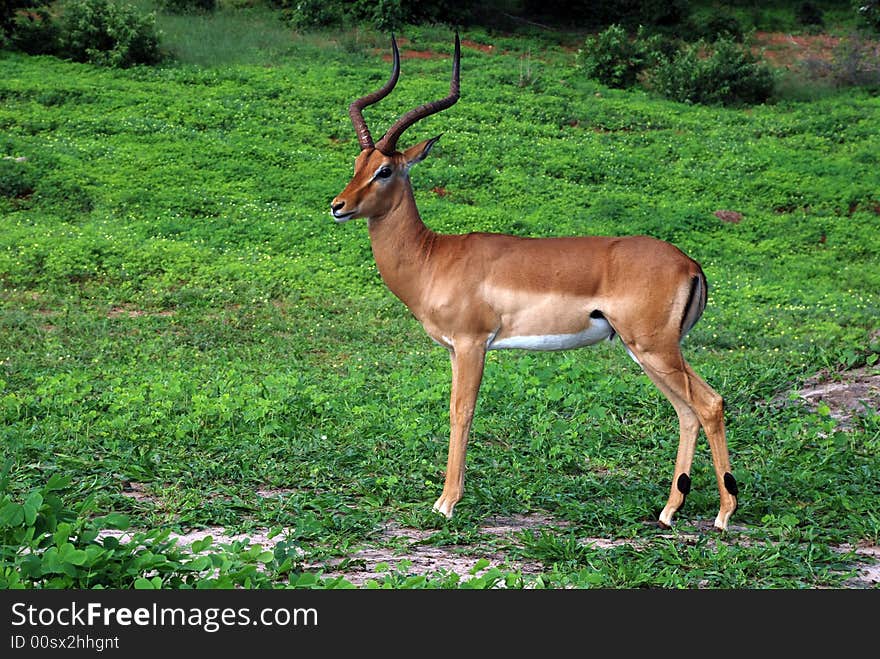 Antelope impala male in wild nature(Africa)