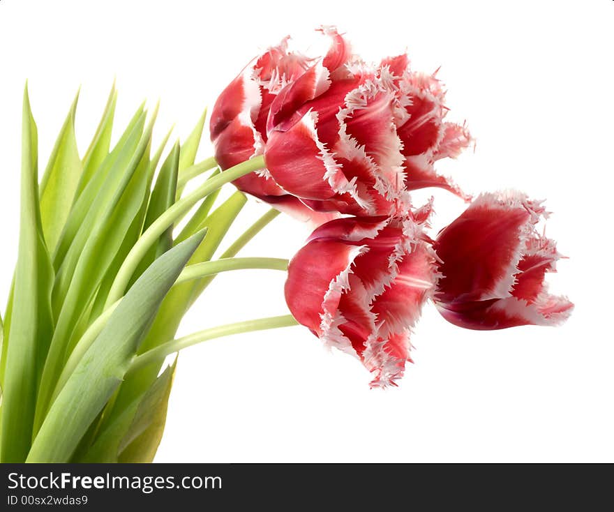 White - pink tulips on a white background