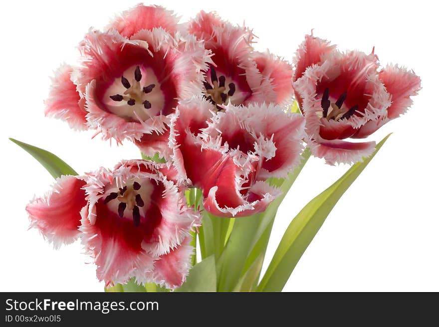 White - pink tulips on a white background