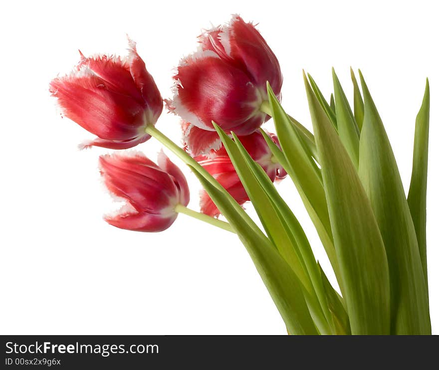 White - pink tulips on a white background