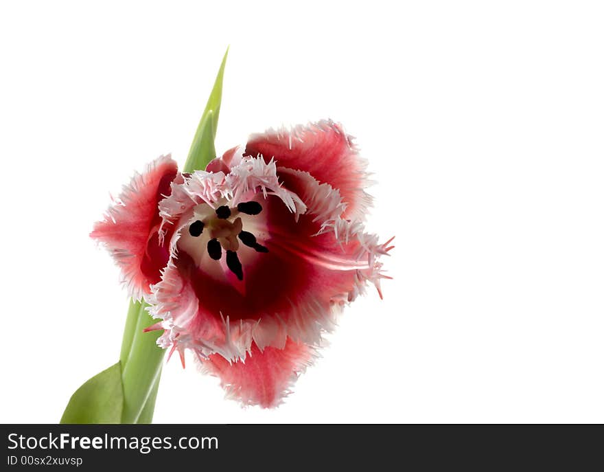 White - pink tulips on a white background