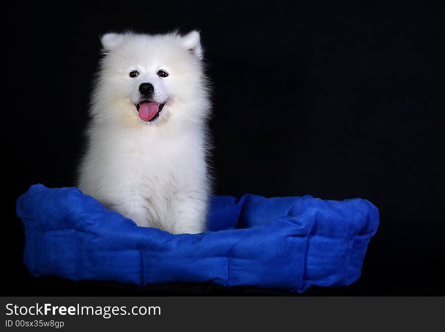 A baby samoyed looking beautiful