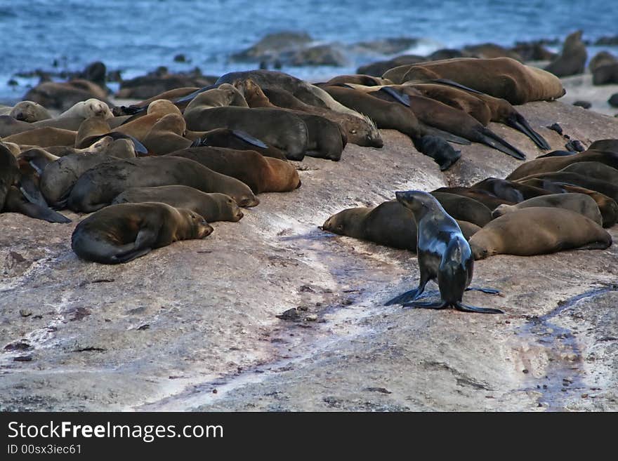 Sea lion colony