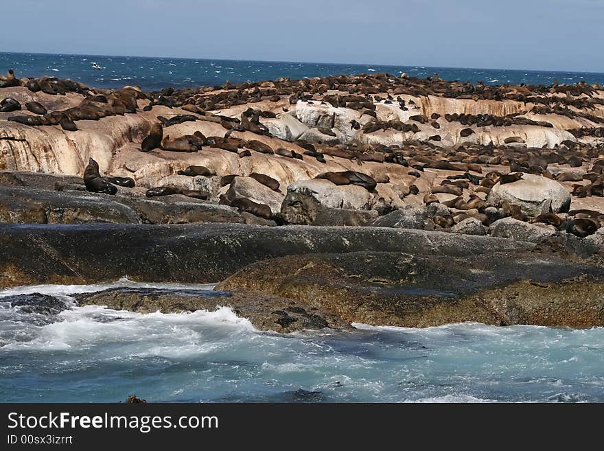 Sea lion