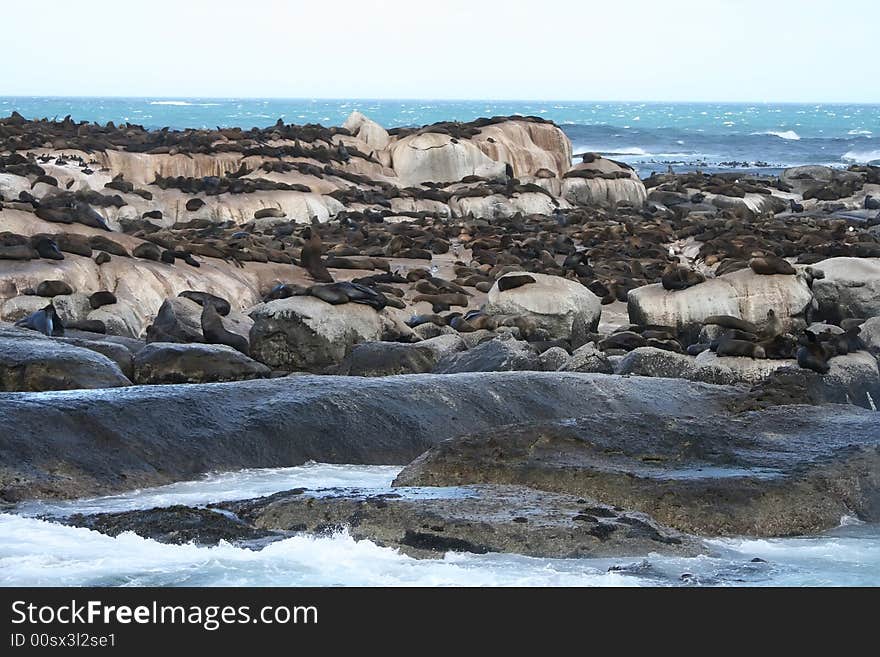 Sea Lions