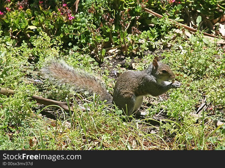 Squirrel