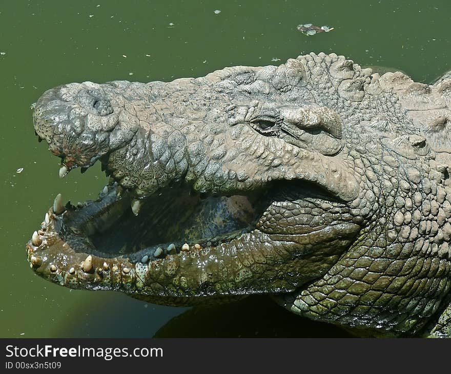 Crocodile head