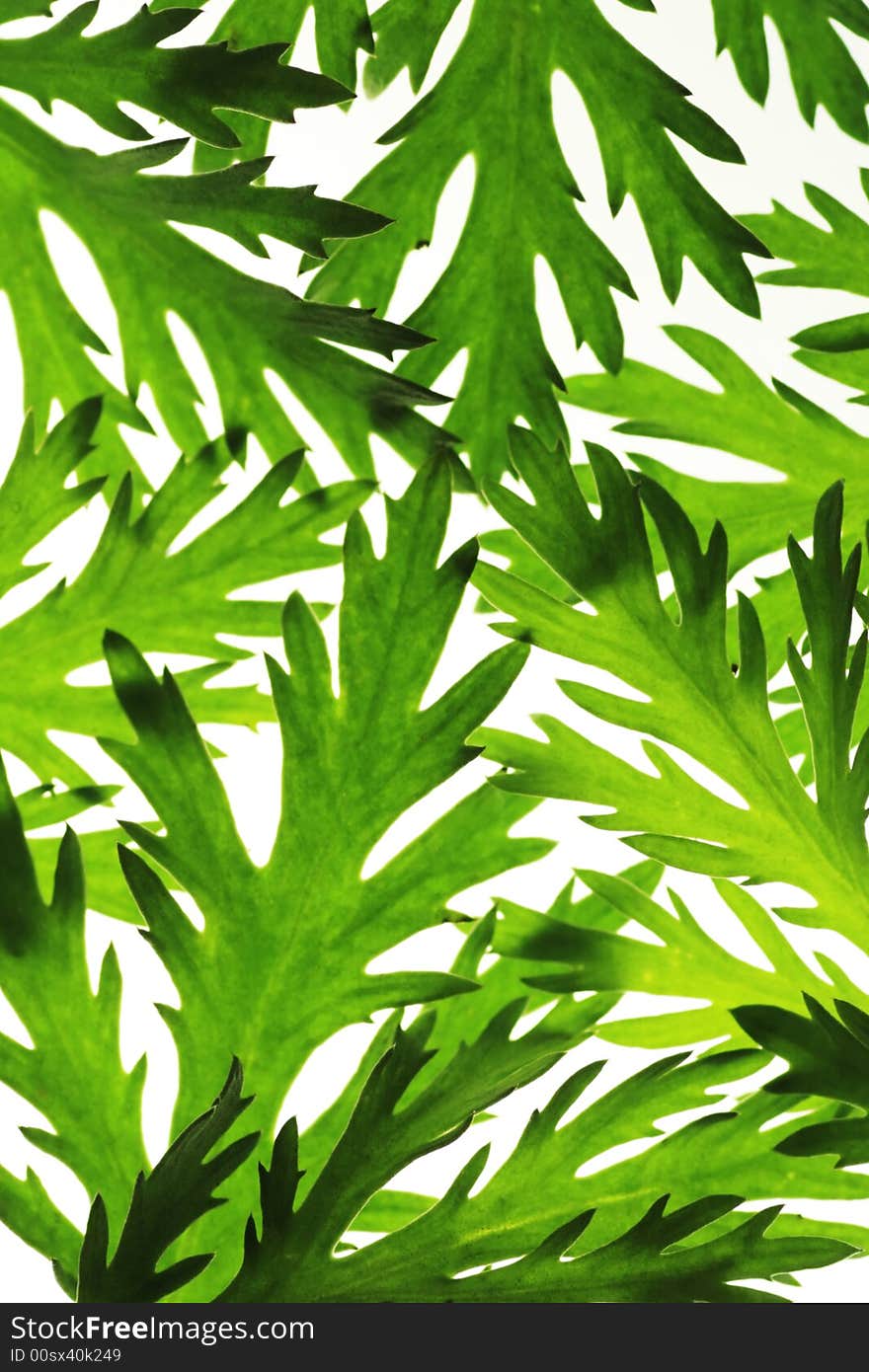 Floral background of green leaves over white. Floral background of green leaves over white