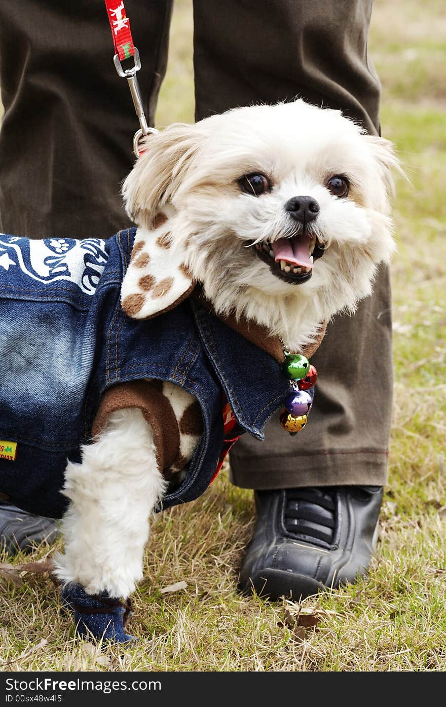 A small sturdy dog of an ancient breed originating in China, having a snub nose, a wrinkled face, a squarish body, short smooth hair, and a curled tail. A small sturdy dog of an ancient breed originating in China, having a snub nose, a wrinkled face, a squarish body, short smooth hair, and a curled tail.