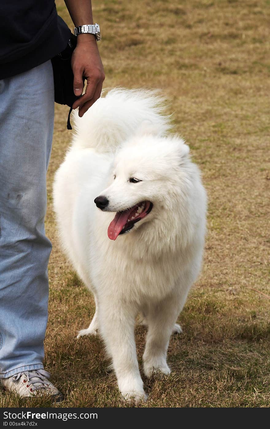 Any of a breed of medium-sized dog originally developed in northern Eurasia, having a thick, long, white or cream-colored coat. Any of a breed of medium-sized dog originally developed in northern Eurasia, having a thick, long, white or cream-colored coat.