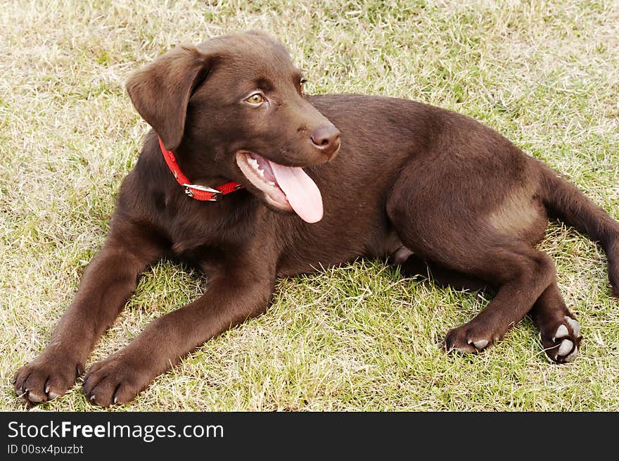 Labrador retriever