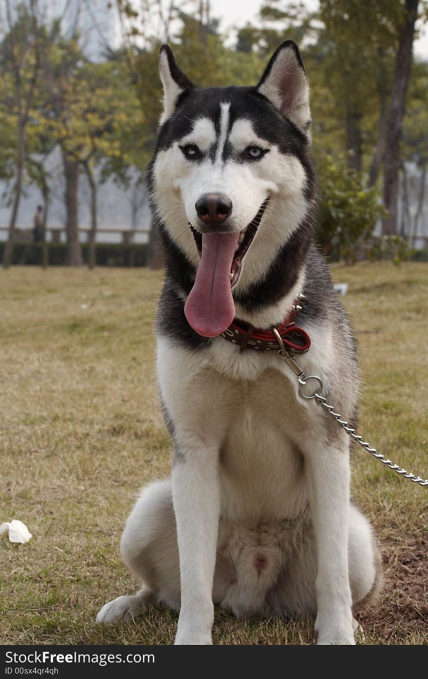 Siberian Husky