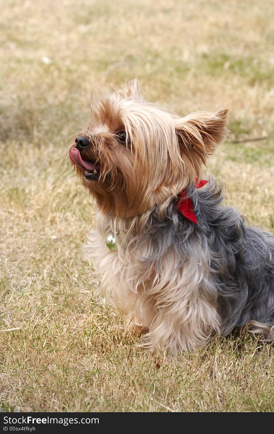 A small sturdy dog of an ancient breed originating in China, having a snub nose, a wrinkled face, a squarish body, short smooth hair, and a curled tail. A small sturdy dog of an ancient breed originating in China, having a snub nose, a wrinkled face, a squarish body, short smooth hair, and a curled tail.