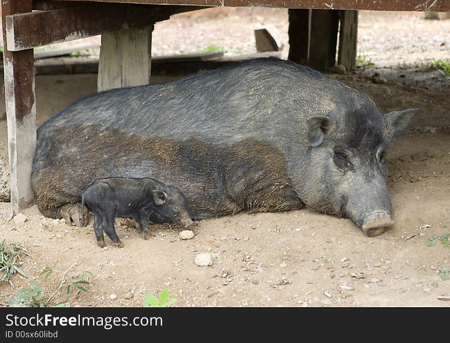 In Laos, wild pigs kept as a pet and can be freely around