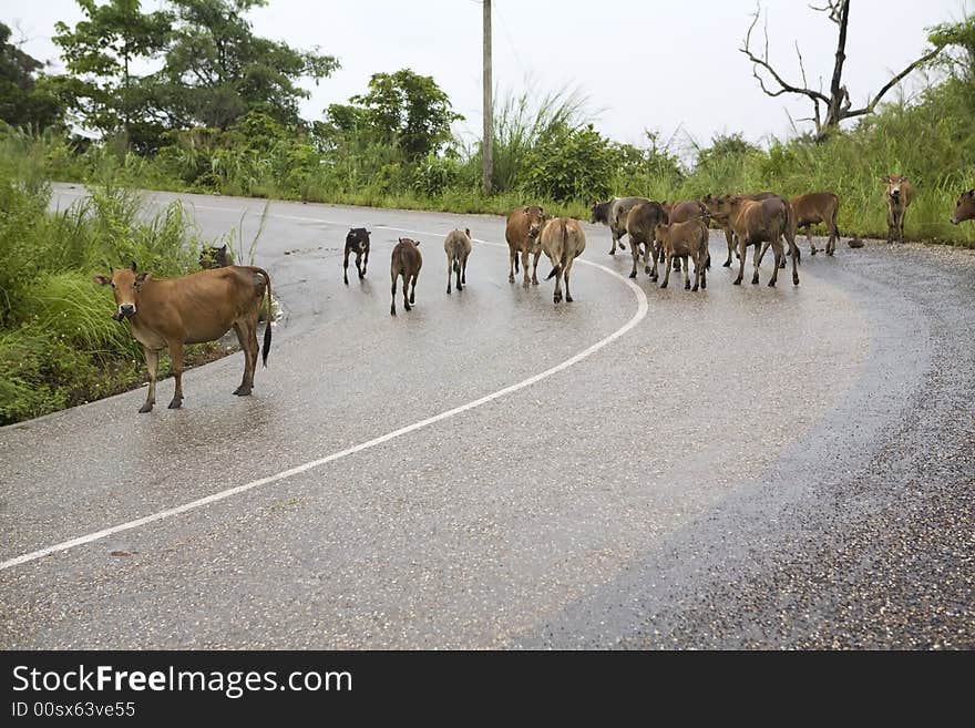 Traffic Congestion, Laos