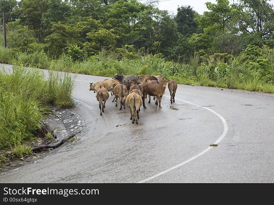 In Laos run cows, goats and wild pigs around freely and often cross the roads. In Laos run cows, goats and wild pigs around freely and often cross the roads