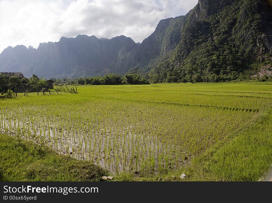 Rice Field, Laos