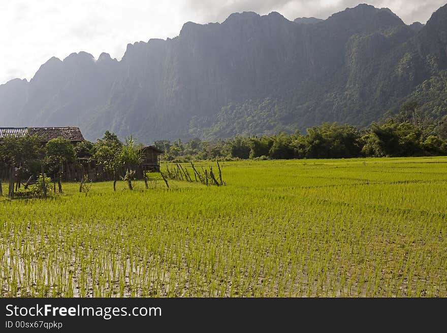 Rice field, Laos