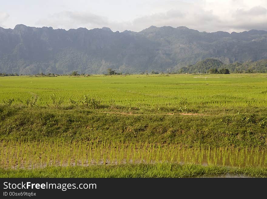 Rice field, Laos