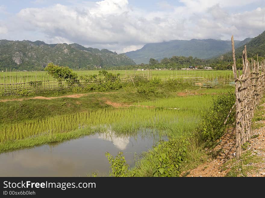 Rice Field, Laos