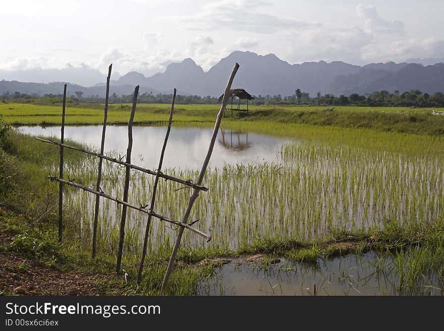 Rice field, Laos