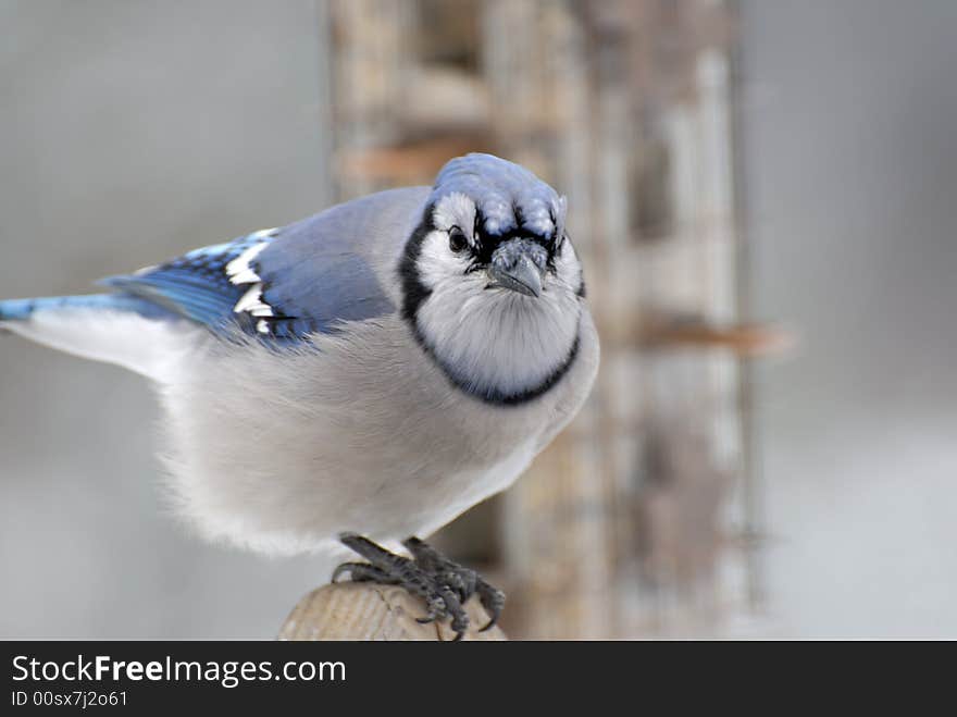 A beautiful blue jay sits for his portrait. A beautiful blue jay sits for his portrait