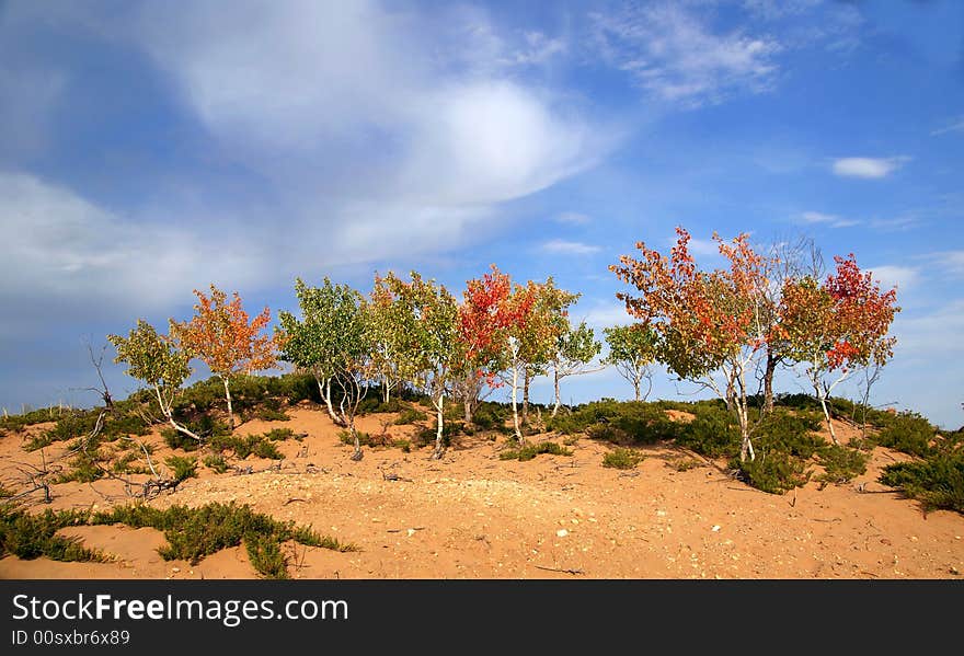 Trees in a half desert area