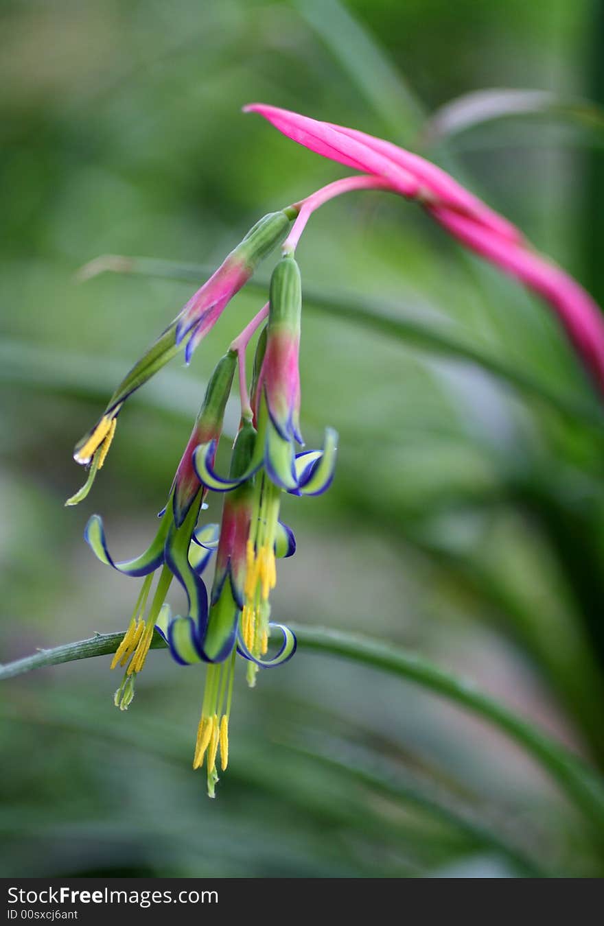 Small tropical flower