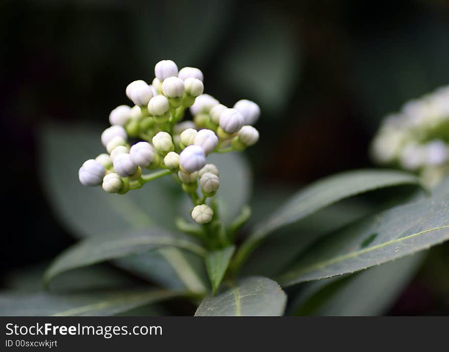 Small White Tropical Flowers