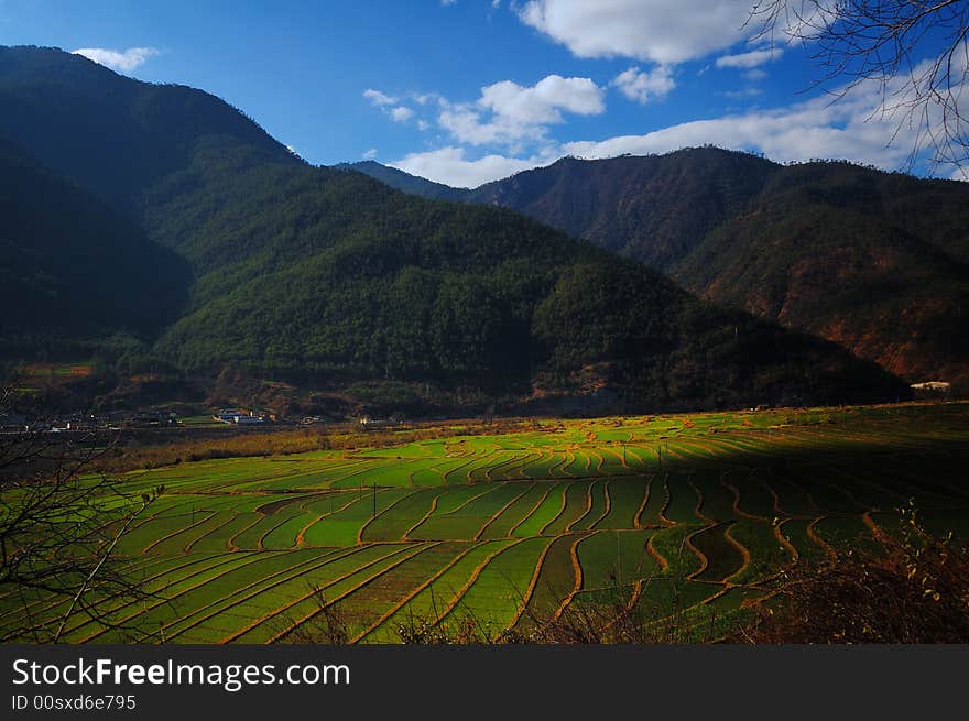 Naxi clansman s terraced field