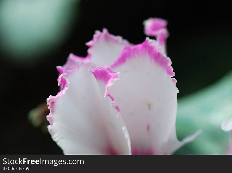 Macro of an Chinese flowering crab apple