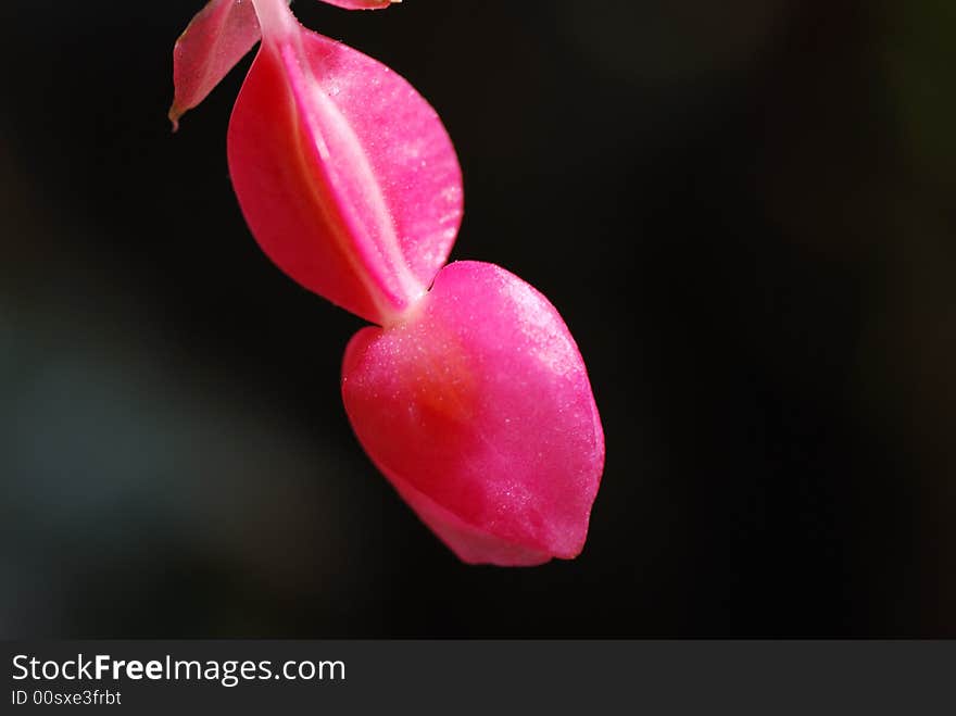 Macro of an Chinese flowering crab apple