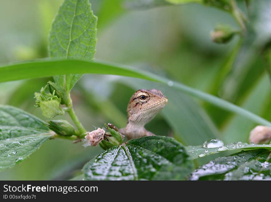 One little lizard protracts its big head to look for something