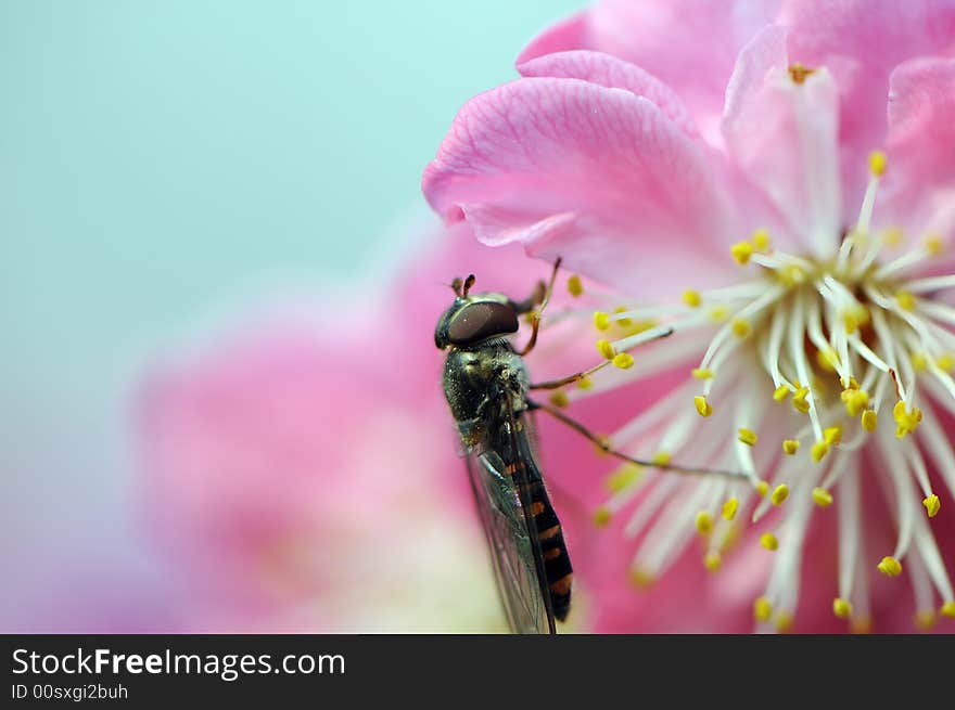 Gadfly and peach blossom