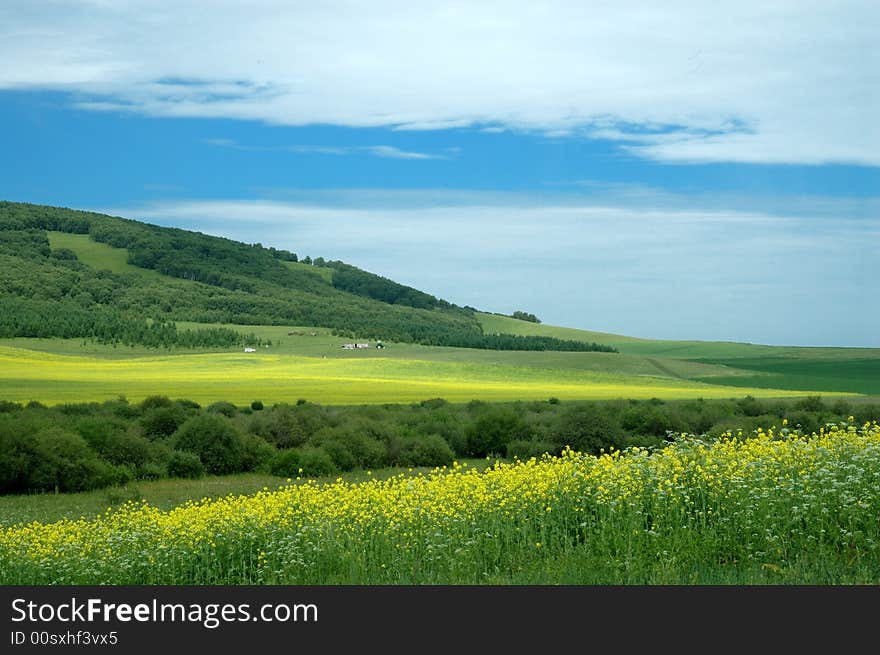 Yellow oilseed rape flower and cloud.