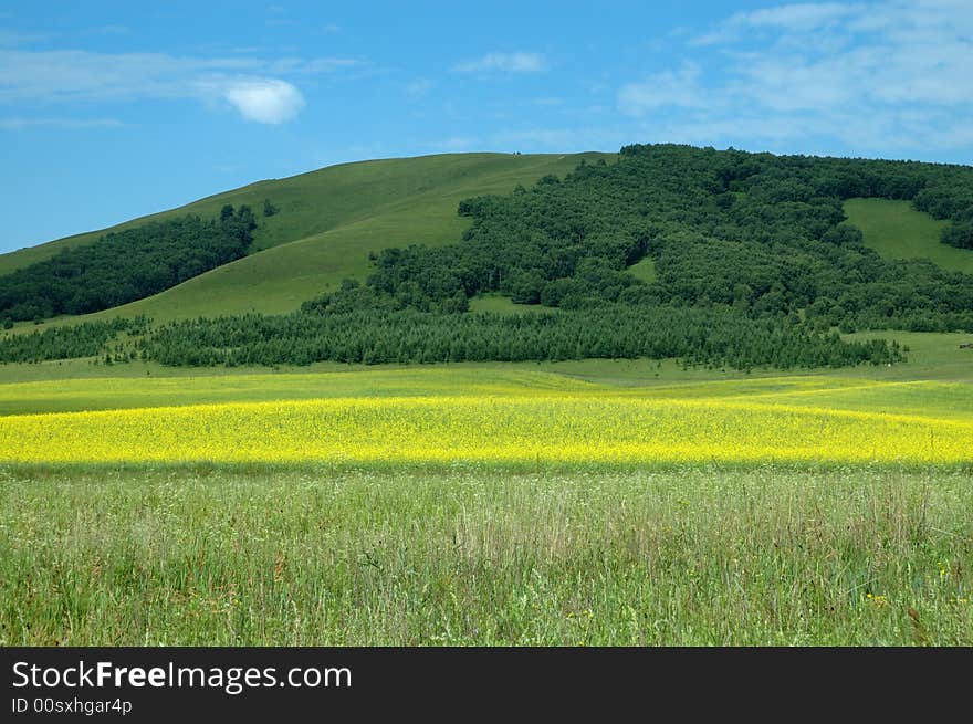 Yellow oilseed rape flower and mountain.