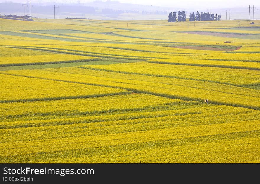 Line of spring