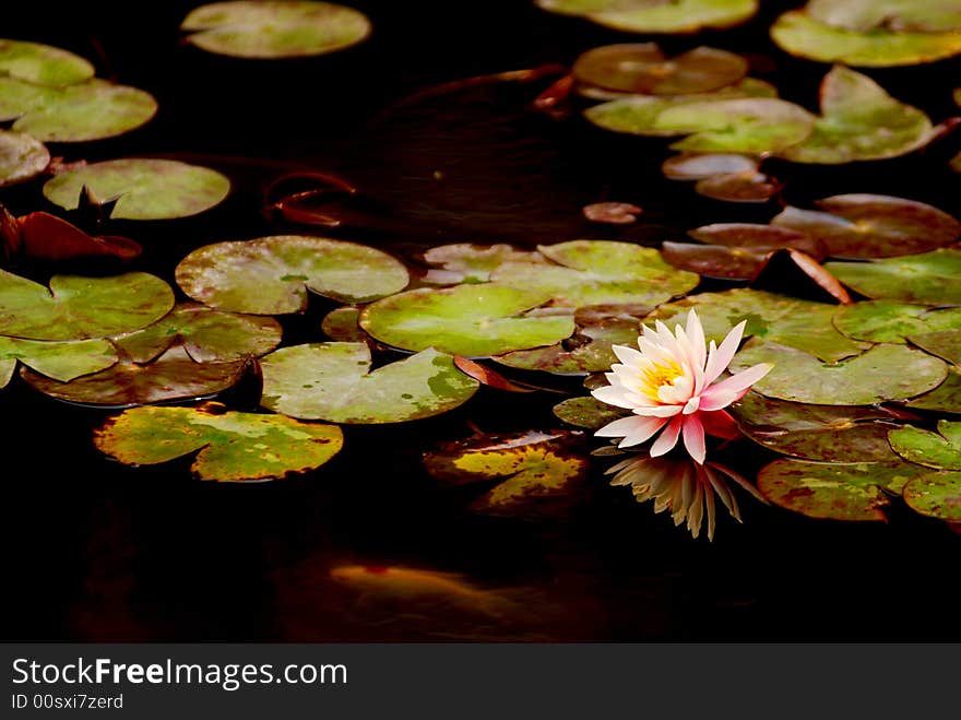 The waterlily and brocaded fish,flower in full bloom with reflection in the water. The waterlily and brocaded fish,flower in full bloom with reflection in the water.