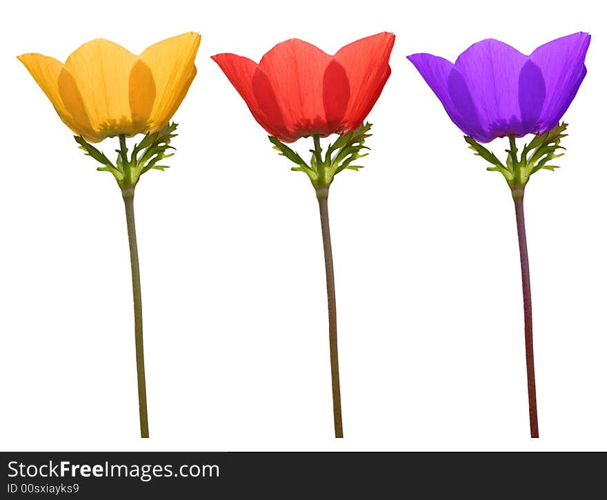 Red blue and yellow isolated poppies