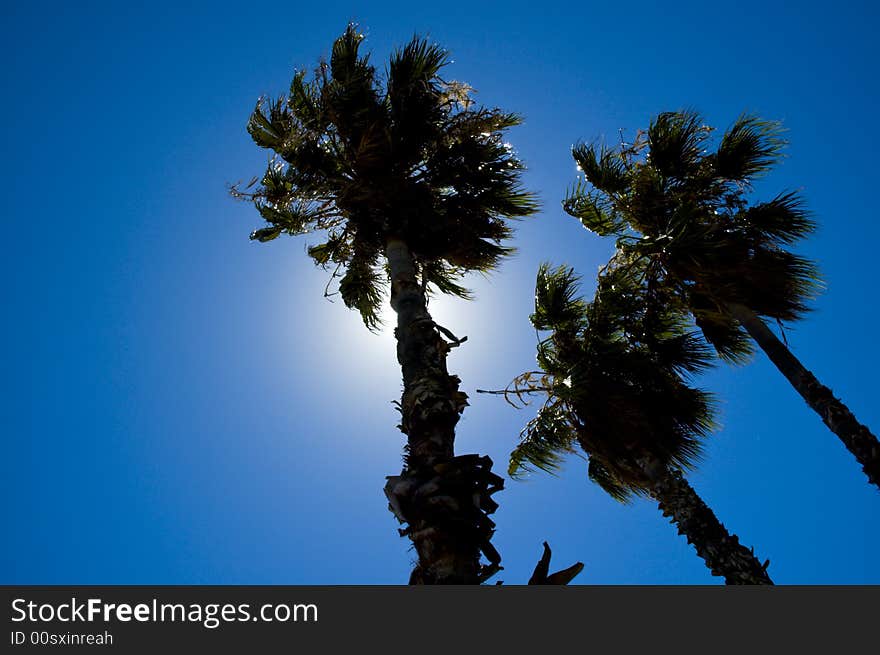 Palm trees against sun