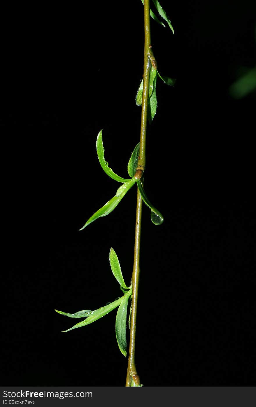 Green willow leaves