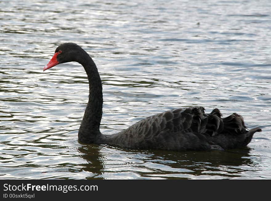 Black Swan