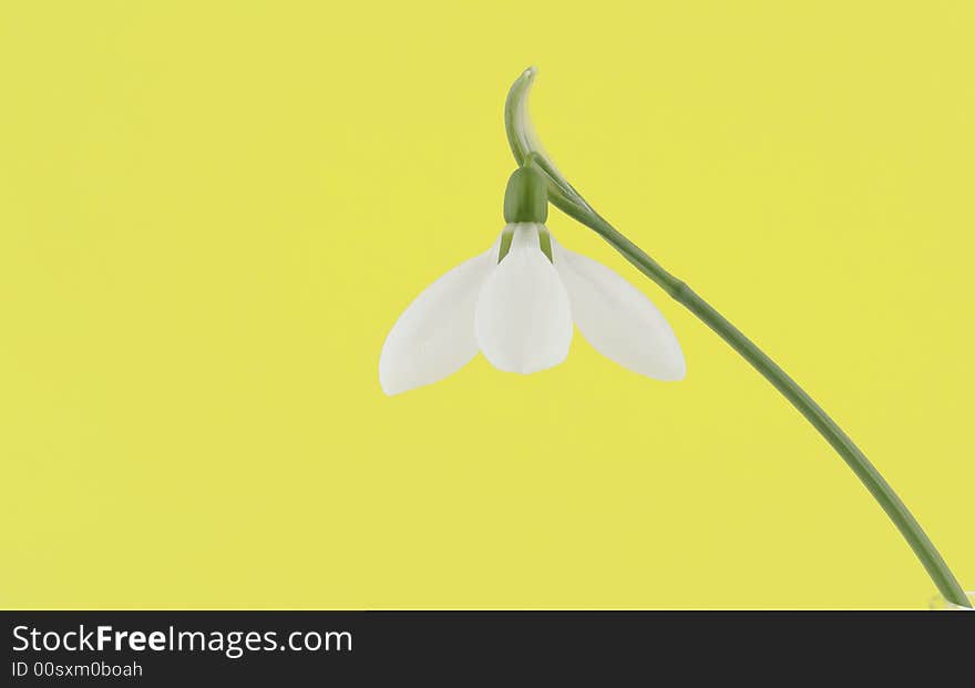 Snowdrop On Yellow Background