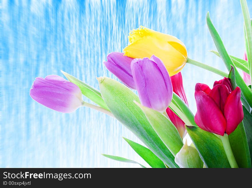 Spring tulips isolated on a white