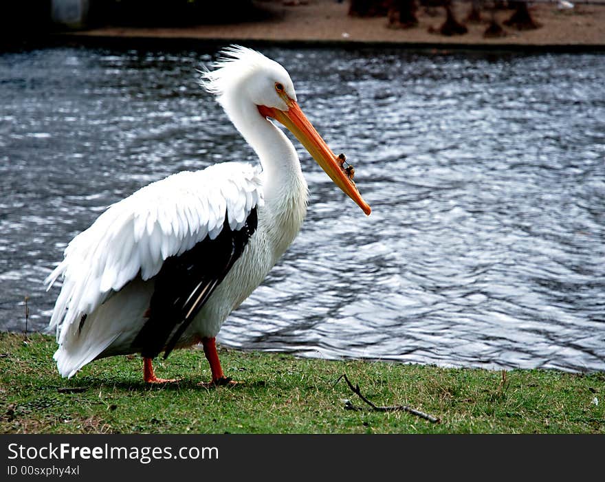 White Pelican In A Park