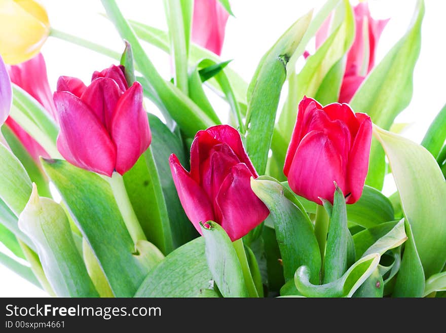 Spring tulips isolated on a white