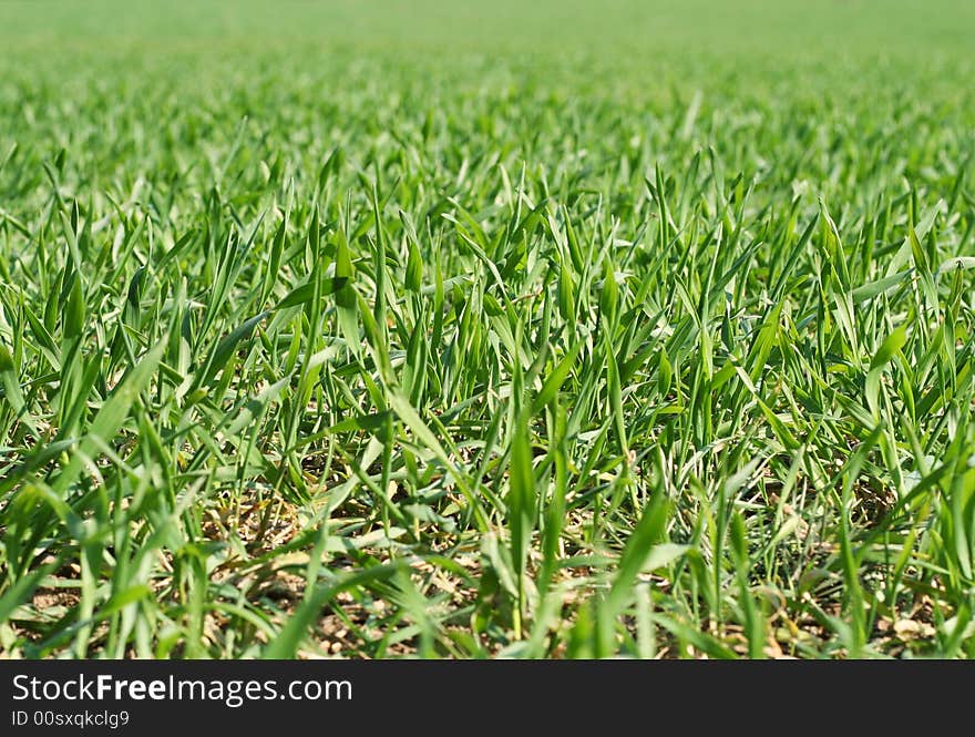 Cereal field