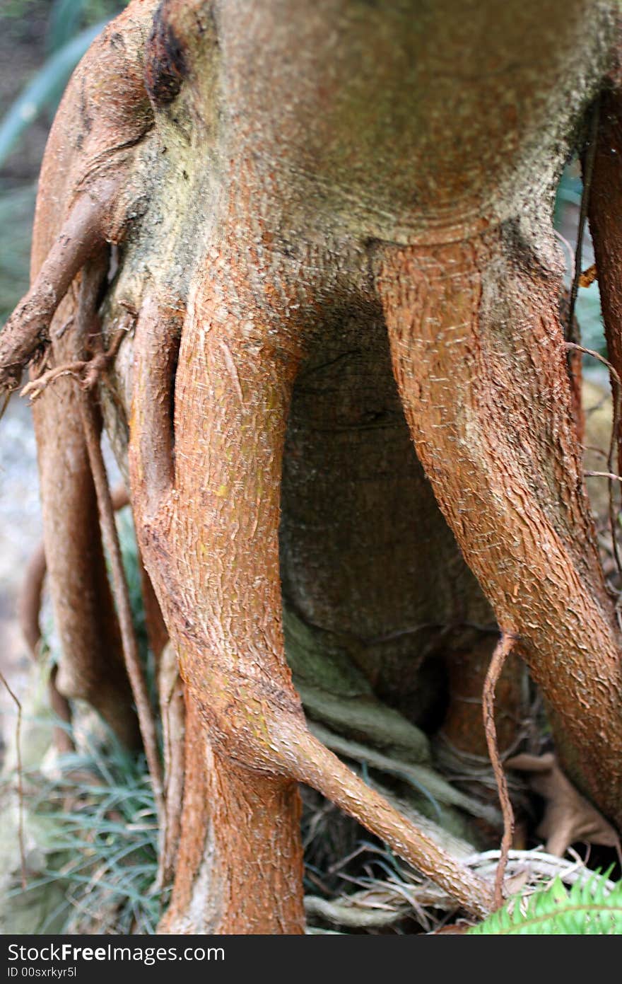 Roots of jasmine tree close-up