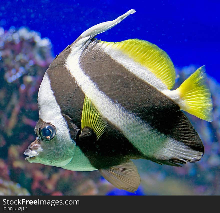 Portrait of nice striped bannerfish. Portrait of nice striped bannerfish